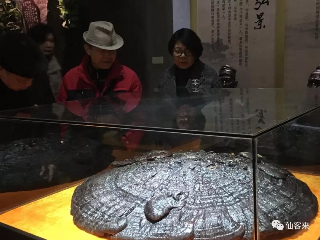 中國靈芝十大品牌|仙客來靈芝|仙客來靈芝破壁孢子粉|仙客來孢子油|仙客來靈芝飲片|仙客來破壁孢子粉|仙客來靈芝中藥飲片|馳名商標|www.thomassmithdesign.com|