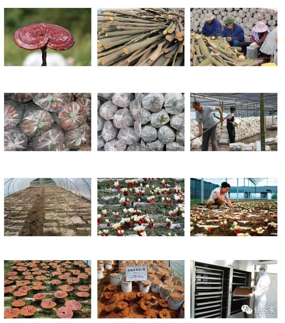 中國(guó)靈芝十大品牌|仙客來(lái)靈芝|仙客來(lái)靈芝破壁孢子粉|仙客來(lái)孢子油|仙客來(lái)靈芝飲片|仙客來(lái)破壁孢子粉|仙客來(lái)靈芝中藥飲片|馳名商標(biāo)|www.thomassmithdesign.com|
