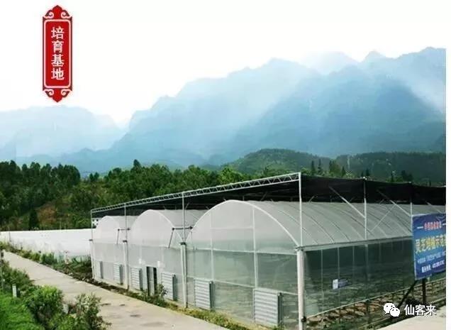 中國(guó)靈芝十大品牌|仙客來(lái)靈芝|仙客來(lái)靈芝破壁孢子粉|仙客來(lái)孢子油|仙客來(lái)靈芝飲片|仙客來(lái)破壁孢子粉|仙客來(lái)靈芝中藥飲片|馳名商標(biāo)|www.thomassmithdesign.com|