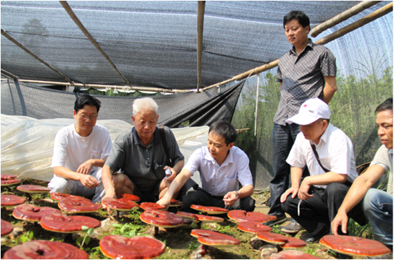 杭州亞運(yùn)會(huì)官方靈芝產(chǎn)品供應(yīng)商|杭州亞運(yùn)會(huì)官方供應(yīng)商|中國靈芝十大品牌|仙客來靈芝|仙客來靈芝破壁孢子粉|仙客來孢子油|仙客來靈芝飲片|仙客來破壁孢子粉|靈芝孢子油|孢子粉|靈芝破壁孢子粉|靈芝|中華老字號(hào)