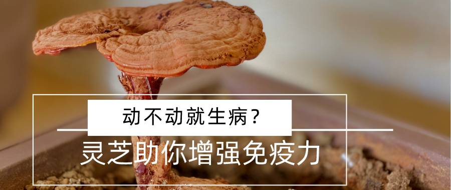 杭州亞運會官方靈芝產(chǎn)品供應商|杭州亞運會官方供應商|中國靈芝十大品牌|仙客來靈芝|仙客來靈芝破壁孢子粉|仙客來孢子油|仙客來靈芝飲片|仙客來破壁孢子粉|靈芝孢子油|孢子粉|靈芝破壁孢子粉|靈芝|中華老字號