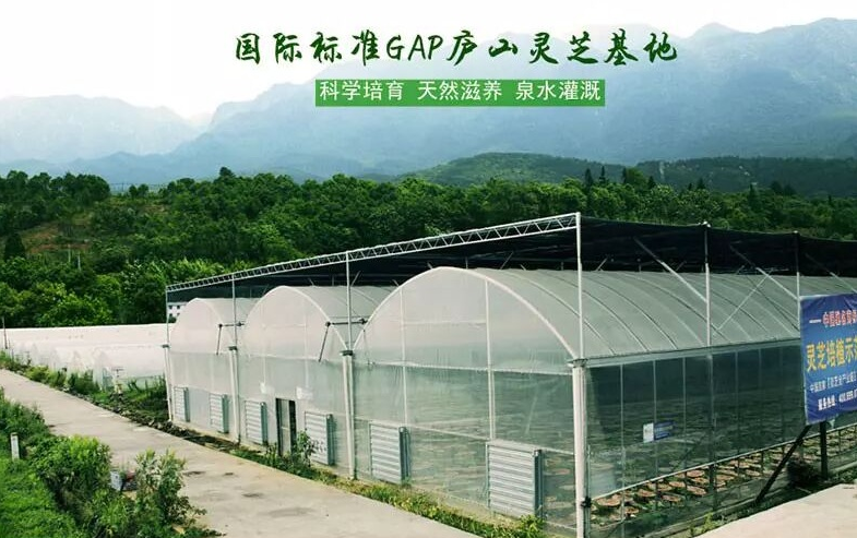 杭州亞運會官方靈芝產(chǎn)品供應商|杭州亞運會官方供應商|中國靈芝十大品牌|仙客來靈芝|仙客來靈芝破壁孢子粉|仙客來孢子油|仙客來靈芝飲片|仙客來破壁孢子粉|靈芝孢子油|孢子粉|靈芝破壁孢子粉|靈芝|中華老字號