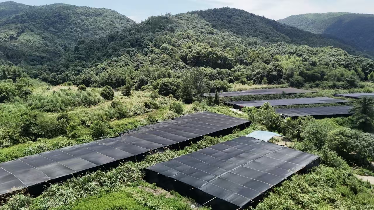 杭州亞運(yùn)會官方靈芝產(chǎn)品供應(yīng)商|杭州亞運(yùn)會官方供應(yīng)商|中國靈芝十大品牌|仙客來靈芝|仙客來靈芝破壁孢子粉|仙客來孢子油|仙客來靈芝飲片|仙客來破壁孢子粉|靈芝孢子油|孢子粉|靈芝破壁孢子粉|靈芝|中華老字號 杭州亞運(yùn)會官方靈芝產(chǎn)品供應(yīng)商|杭州亞運(yùn)會官方供應(yīng)商|中國靈芝十大品牌|仙客來靈芝|仙客來靈芝破壁孢子粉|仙客來孢子油|仙客來靈芝飲片|仙客來破壁孢子粉|靈芝孢子油|孢子粉|靈芝破壁孢子粉|靈芝|中華老字號