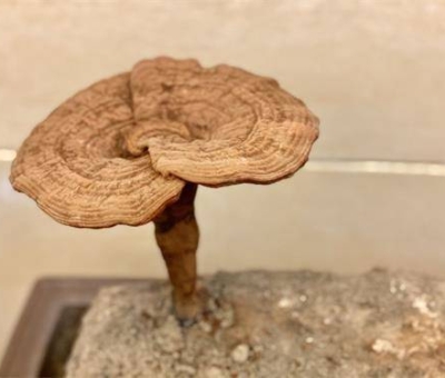 靈芝對(duì)亞健康人群的保健作用