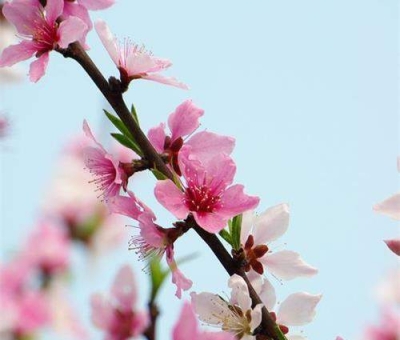 清明小長假謹(jǐn)防疫情！健康長壽請謹(jǐn)記這“三個字”