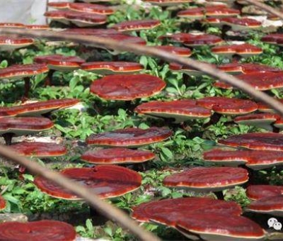 研究證明：靈芝孢子粉抑制乳腺癌細胞的增長和增殖