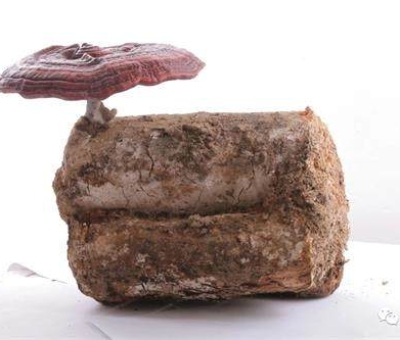 2020全國兩會特別報道：關于新冠疫情，看名醫(yī)、人大代表和政協(xié)委員如何說？