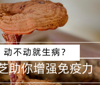 靈芝，預(yù)防您夏季上“火”
